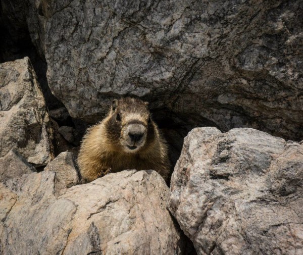 Tuolumne Bouldering, marmot