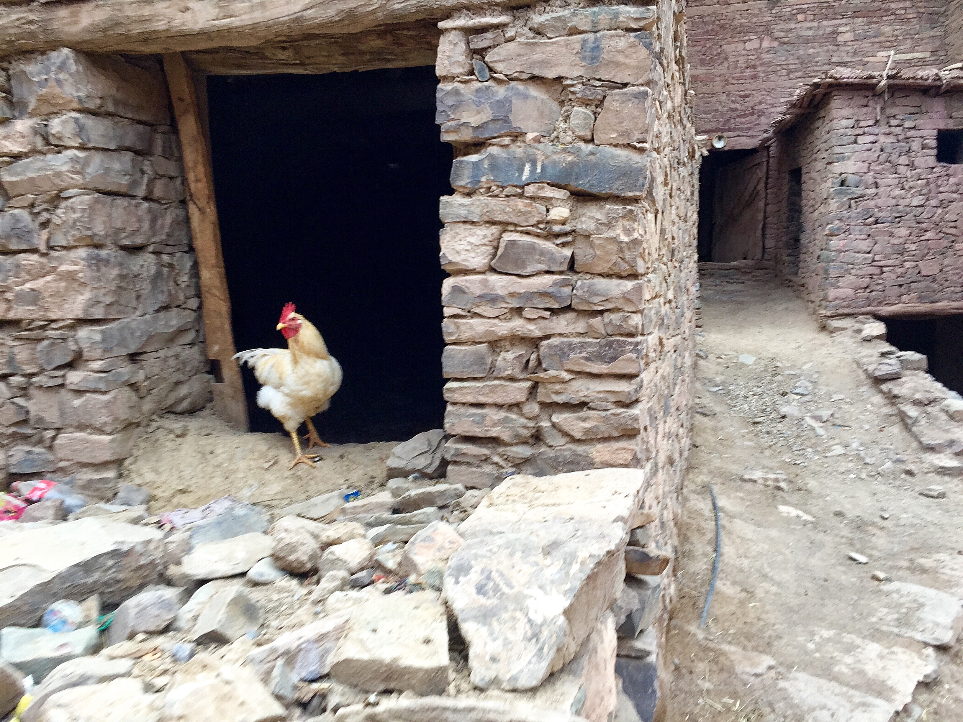 chicken, Agoumin, Morocco climbing,