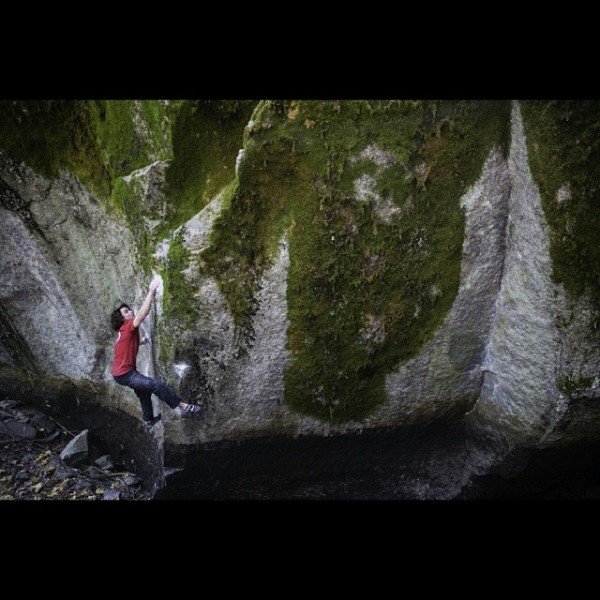 Traversi, Dogwood, Yosemite