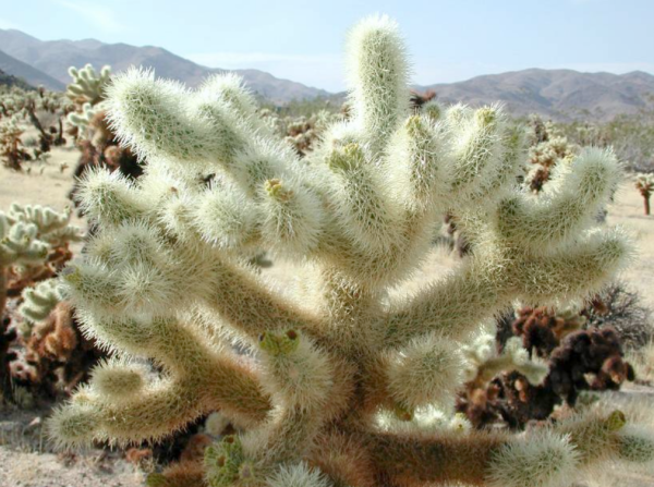 Touchstone Riding 24 Hours in Old Pueblo