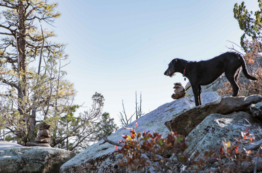 Screen-Shot-2016-03-25-at-9.53.41-AM